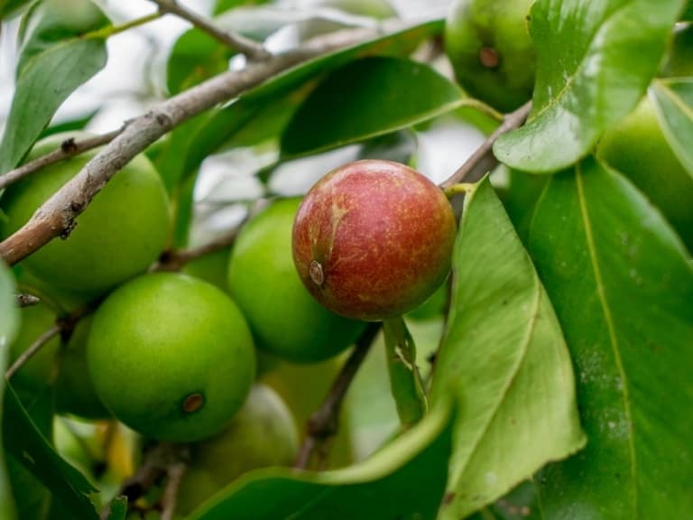 Camu-camu meyvesi nedir
