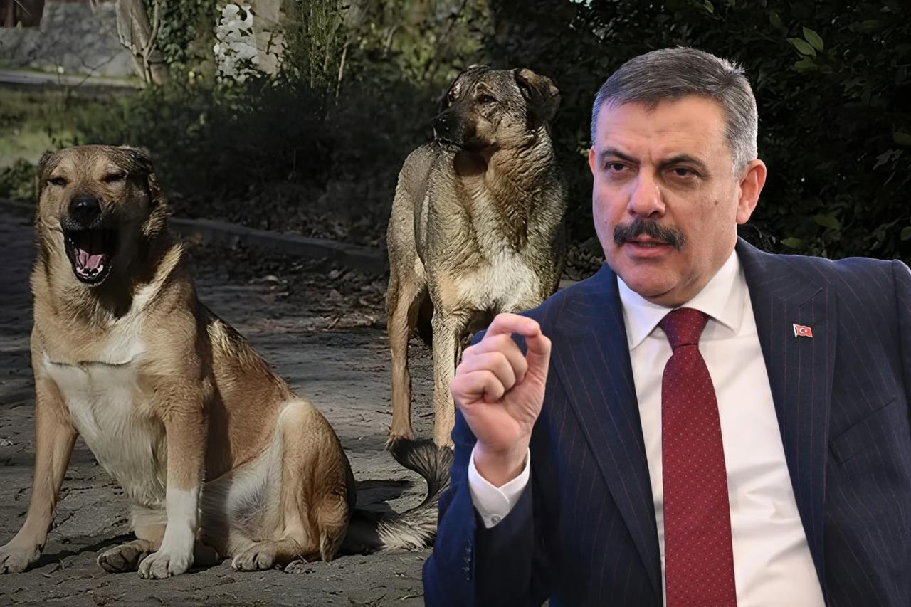 Bakanlıktan sokak hayvanları kararı! İki belediye başkanı hakkında soruşturma izni verildi