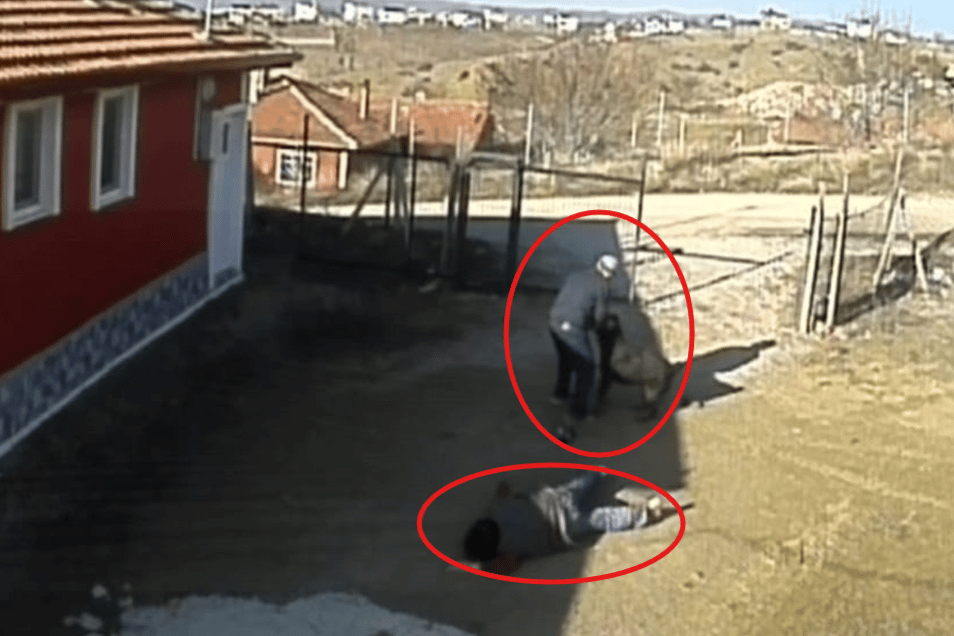 Sahibinden kaçan köpek bahçeye daldı: Yaralılar var