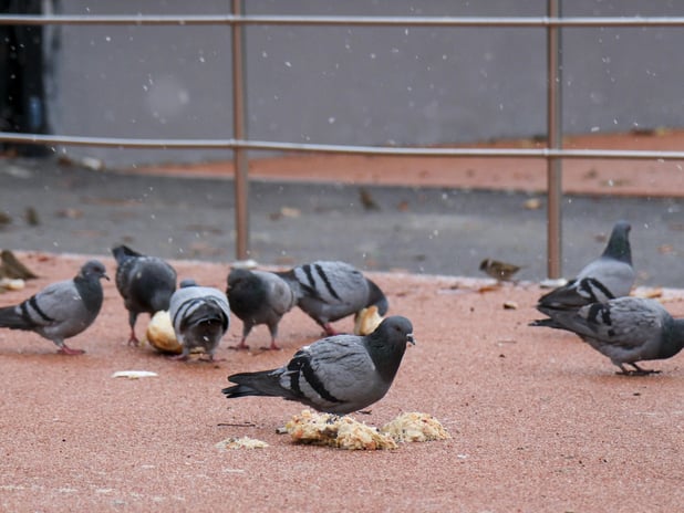Mumbai'de gündem güvercin besleme yasağı