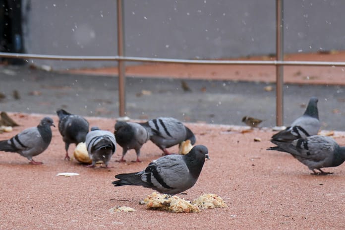 Mumbai'de gündem güvercin besleme yasağı
