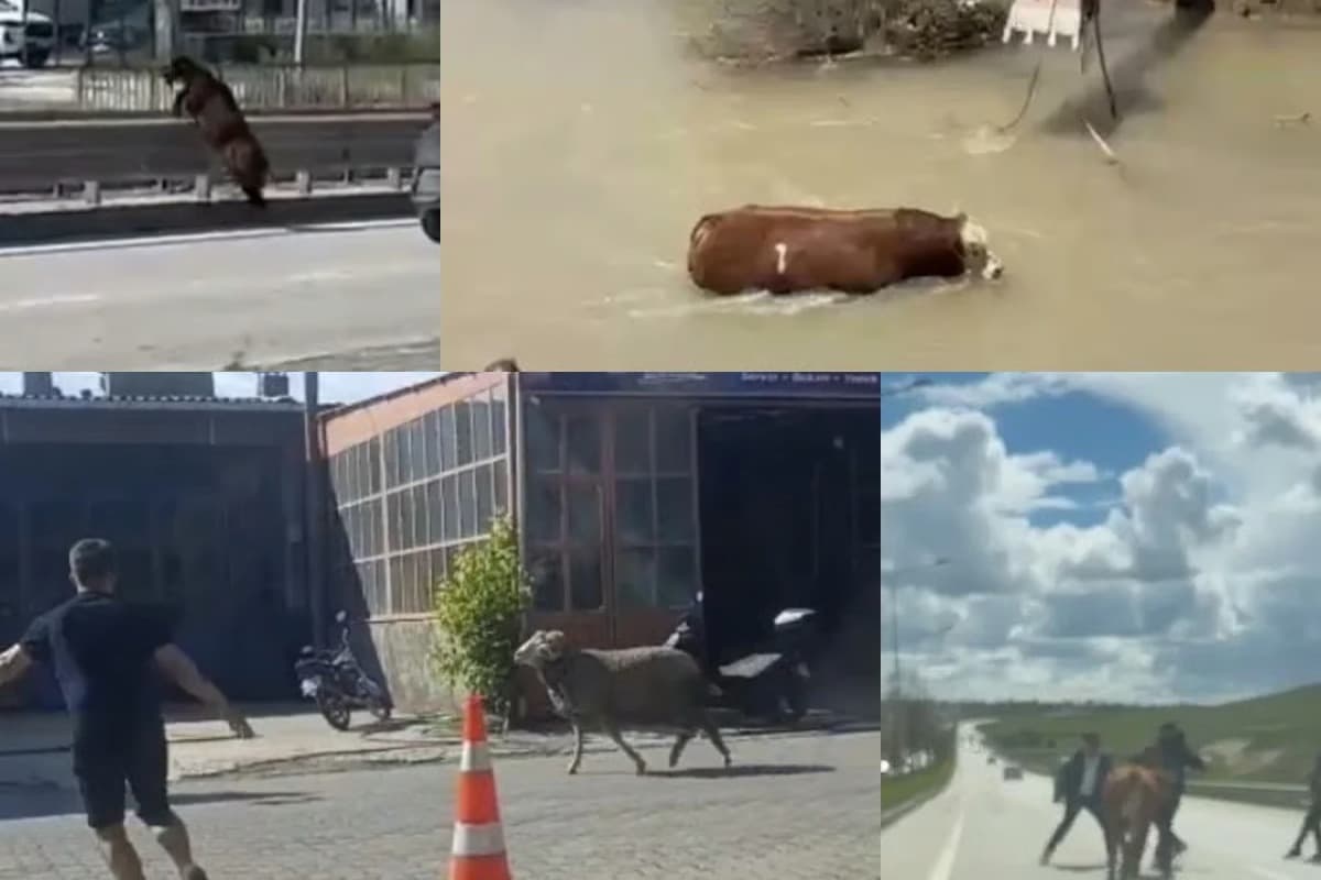 Kaçan kurbanlıklar sahiplerine zor anlar yaşattı 