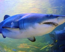 Avustralya'da köpekbalığı saldırısında bir kişi hayatını kaybetti