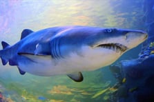 Avustralya'da köpekbalığı saldırısında bir kişi hayatını kaybetti