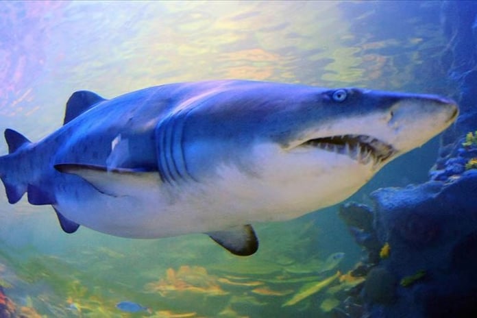 Avustralya'da köpekbalığı saldırısında bir kişi hayatını kaybetti