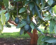 Türkiye'de ilk fidanı 55 yıl önce dikilen avokadonun üretimi katlanarak artıyor