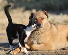 Çipsiz kedi ve köpeğe ceza başlıyor! Bugün son gün 