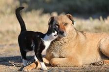 Çipsiz kedi ve köpeğe ceza başlıyor! Bugün son gün 