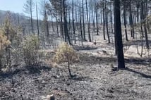 Rüzgarın şiddetlenmesiyle büyüyen yangının yerleşim yerlerine ulaşması engellendi