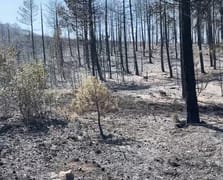 Rüzgarın şiddetlenmesiyle büyüyen yangının yerleşim yerlerine ulaşması engellendi