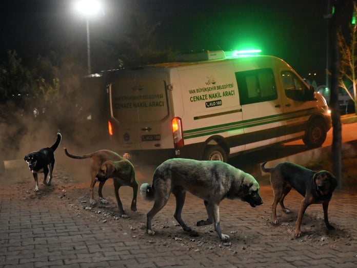 Van'da başıboş köpek dehşeti: 5 yaşındaki çocuk hayatını kaybetti