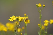 Yurt genelinde sıcaklıklar artıyor