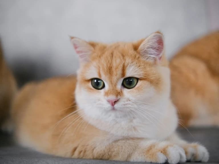 Syros Cats başvuru şartları