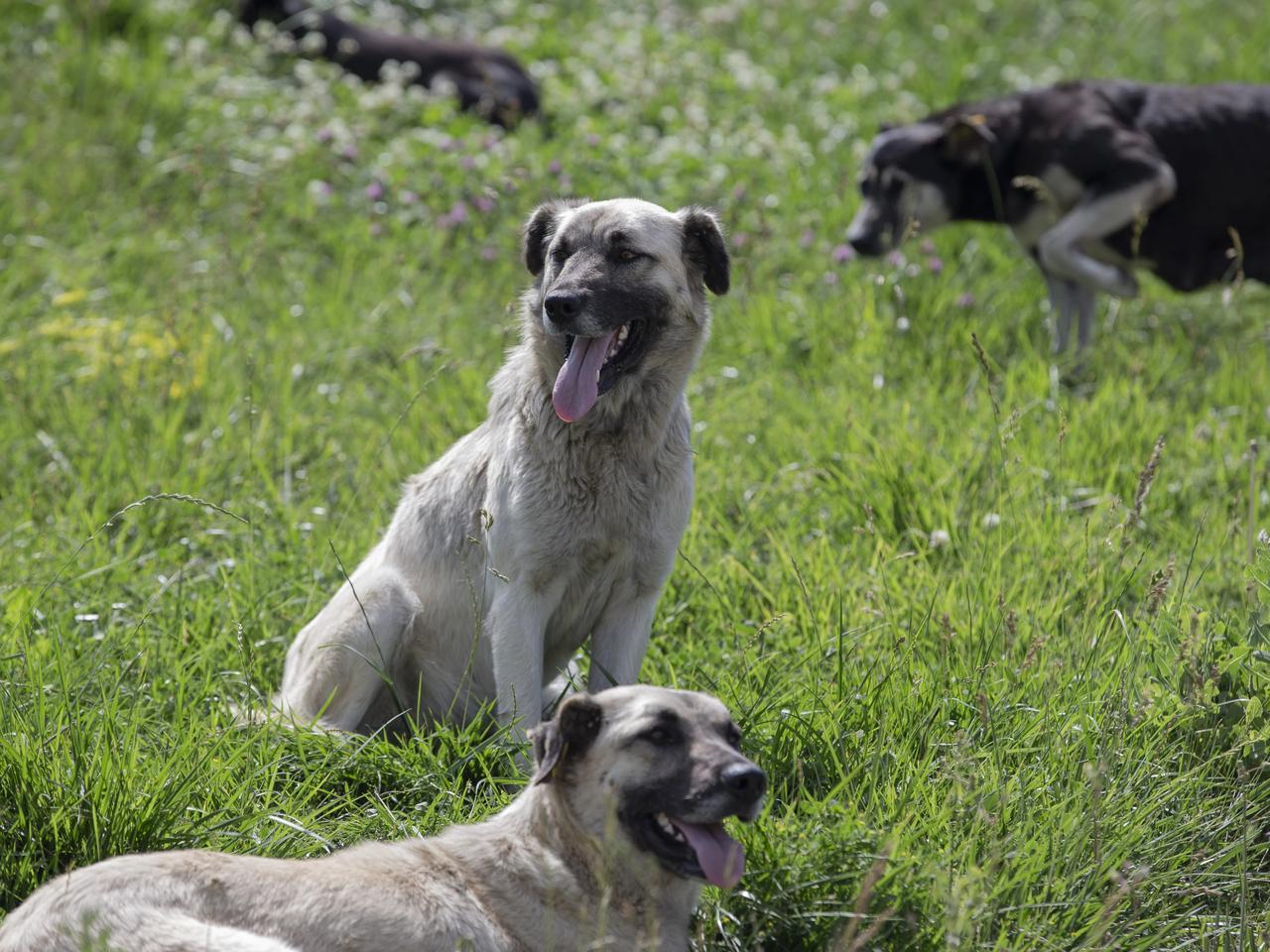 Üniversite kampüsünde başıboş köpek dehşeti