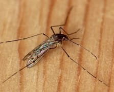 İzlanda'da tarihi gelişme: İlk sivrisinek görüldü