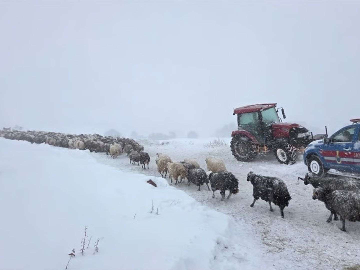 Artvin'de çığ felaketi: Kayıp çobanı arama çalışmalarına hava engeli