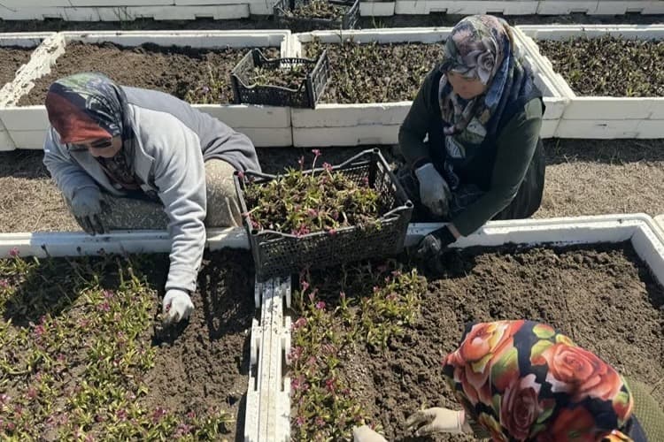 Gören bu bitkiyi ekmeye koşuyor: Kilosu tam 12 bin lira!
