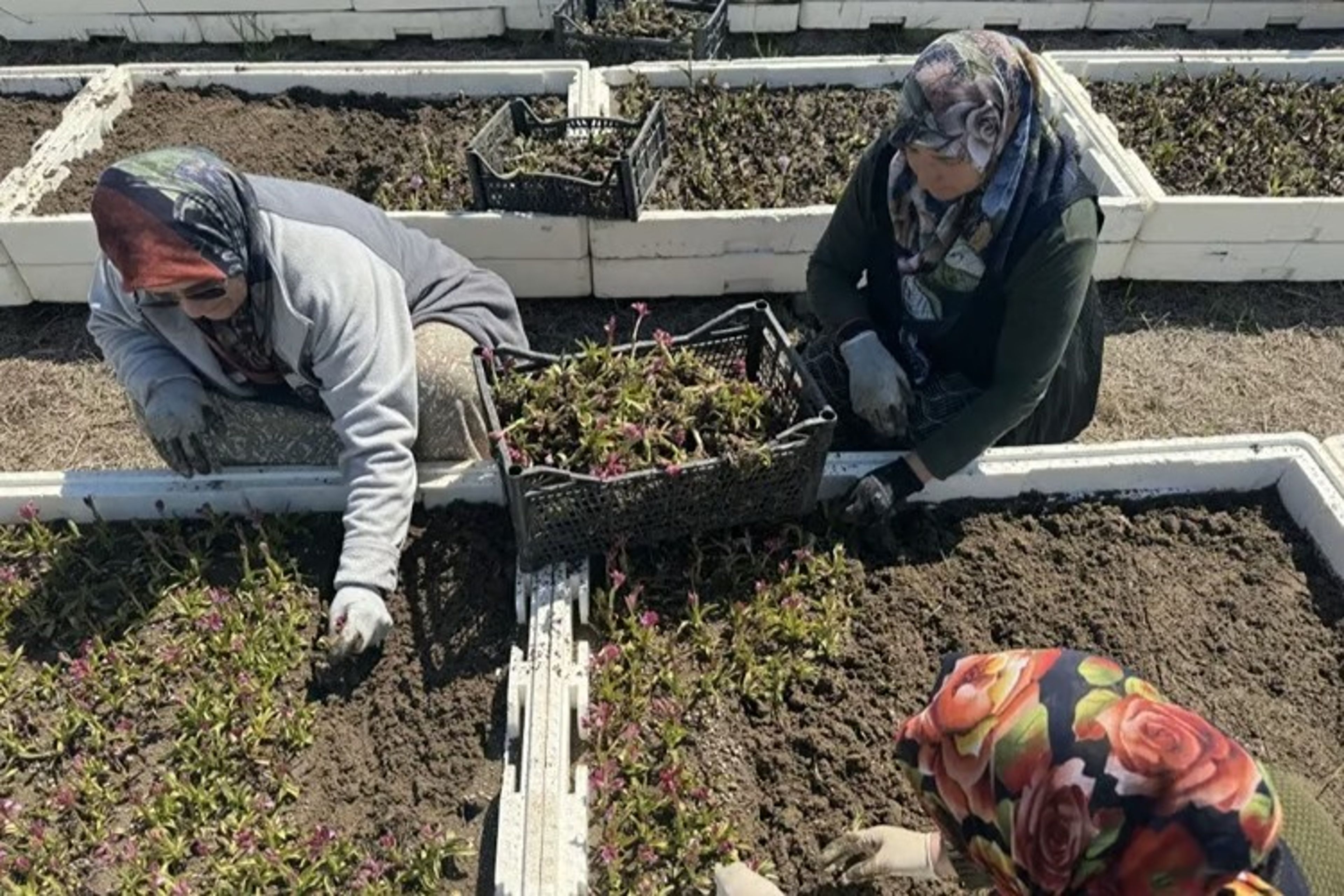 Topraktan çıkan altında hasat başladı: Kilosu 12 bin TL’ye yükseldi!