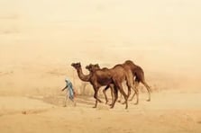 National Geographic yarışmasındaki etkileyici fotoğraflar