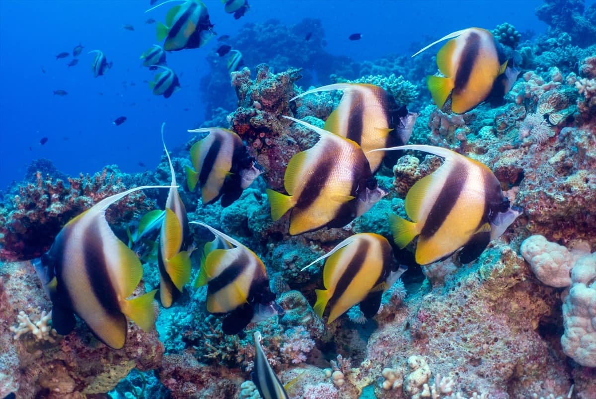 Kızıldeniz'in altındaki harikalar diyarı