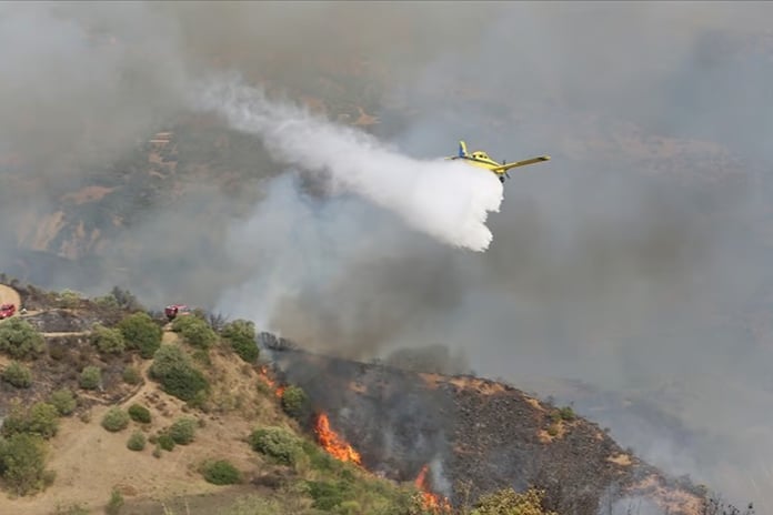 Cezayir'in orman yangınlarıyla mücadelesi devam ediyor