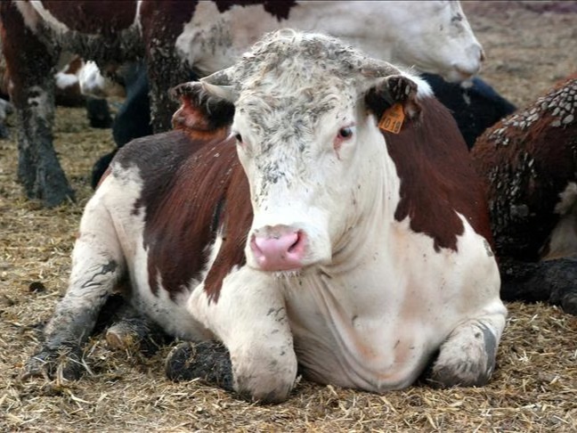 Deli Dana Hastalığı nedir? Deli Dana hastalığı nasıl bulaşır, bulaşıcı mı, belirtileri nedir, nasıl korunulur?