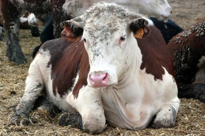 Deli Dana Hastalığı nedir? Deli Dana hastalığı nasıl bulaşır, bulaşıcı mı, belirtileri nedir, nasıl korunulur?