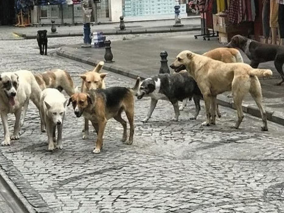 Başıboş köpek yasası uygulanmıyor