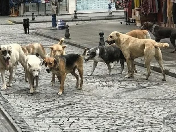 Başıboş köpek yasası 1 yıldır uygulanmıyor sokaklar hala kontrolsüz