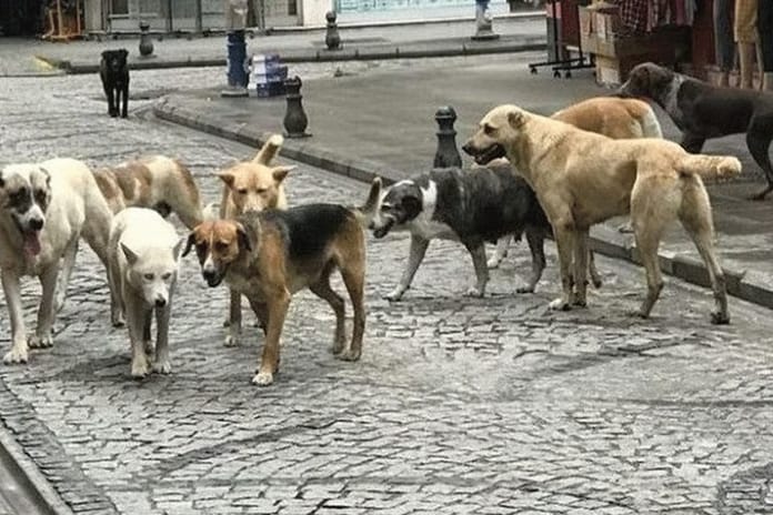 Başıboş köpek yasası 1 yıldır uygulanmıyor sokaklar hala kontrolsüz