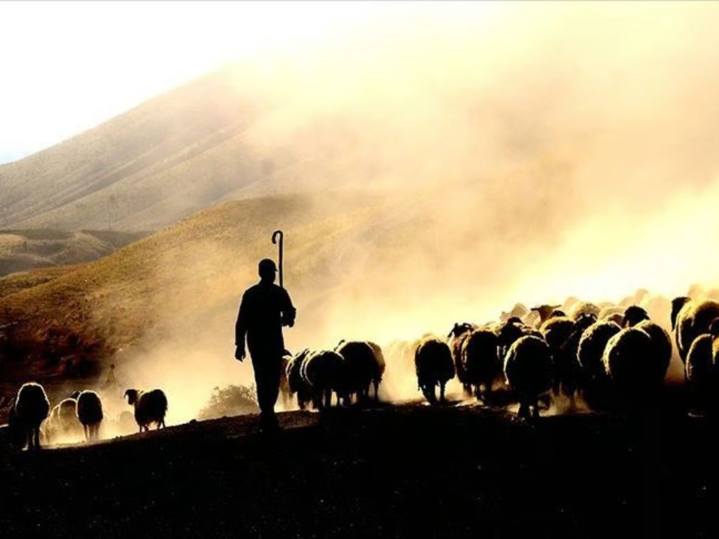 Gündüz çoban, gece hırsız! "Kaçarlar" şebekesi çökertildi 
