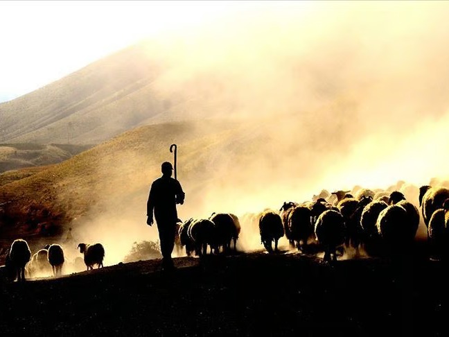 Gündüz çoban, gece hırsız! "Kaçarlar" şebekesi çökertildi 