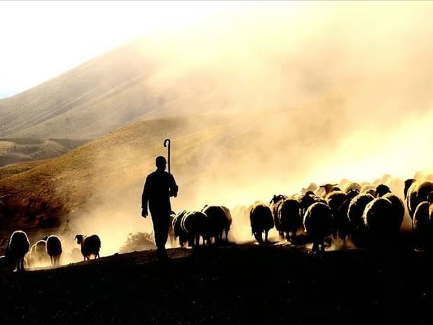 Gündüz çoban, gece hırsız! "Kaçarlar" şebekesi çökertildi 