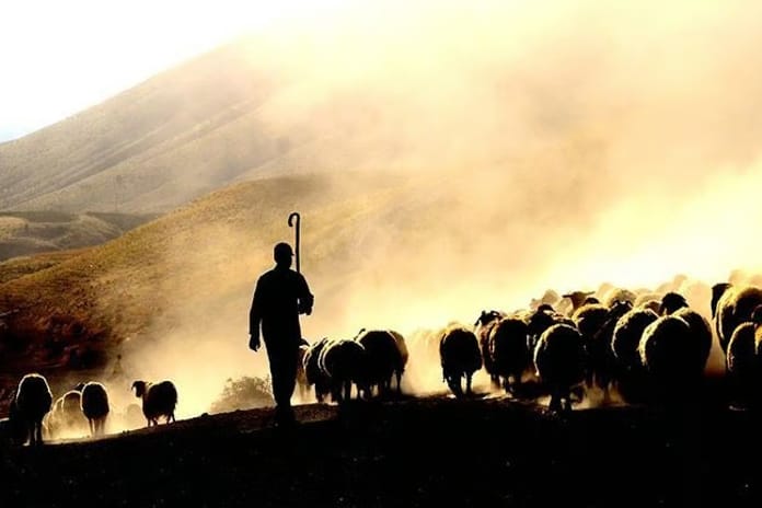 Gündüz çoban, gece hırsız! "Kaçarlar" şebekesi çökertildi 