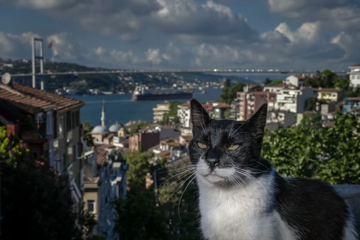 Megakentin ayrılmaz parçası: İstanbul kedileri