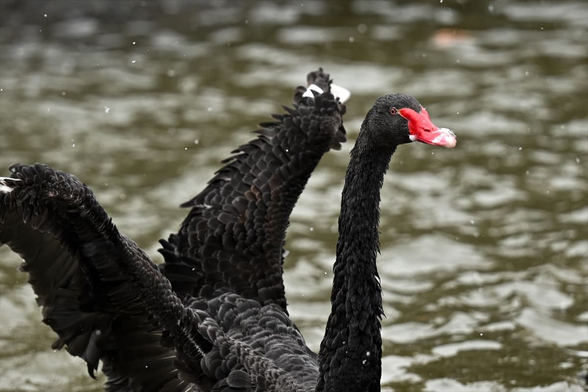 Ankara’nın sembolü Kuğulu Park’ta kış manzarası