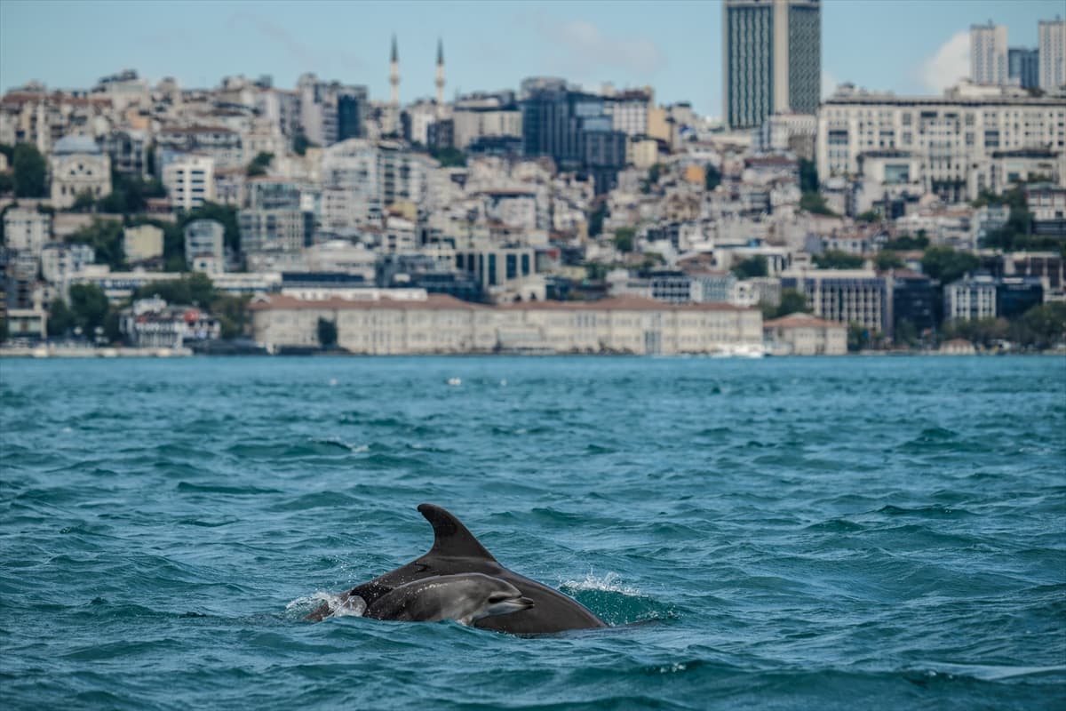 İstanbul Boğazı’nda yunus takibi! Sırt yüzgeçlerinden kimlikleri belirleniyor