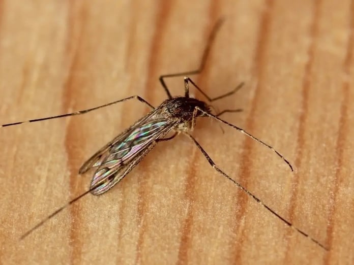 İzlanda'da tarihi gelişme: İlk sivrisinek görüldü