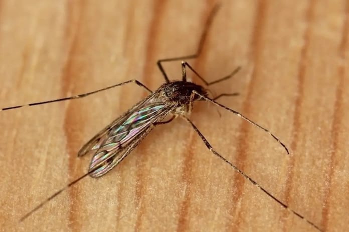 İzlanda'da tarihi gelişme: İlk sivrisinek görüldü