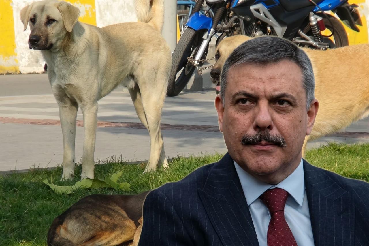 Bakan Çiftçi başıboş sokak köpekleriyle ilgili tarih verdi! 