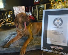 Köpek Ozzy Dünyanın en uzun dilli köpeği oldu