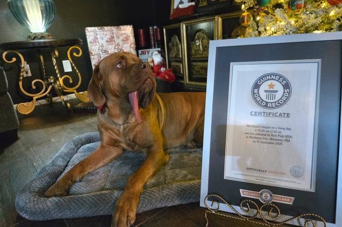 Köpek Ozzy Dünyanın en uzun dilli köpeği oldu