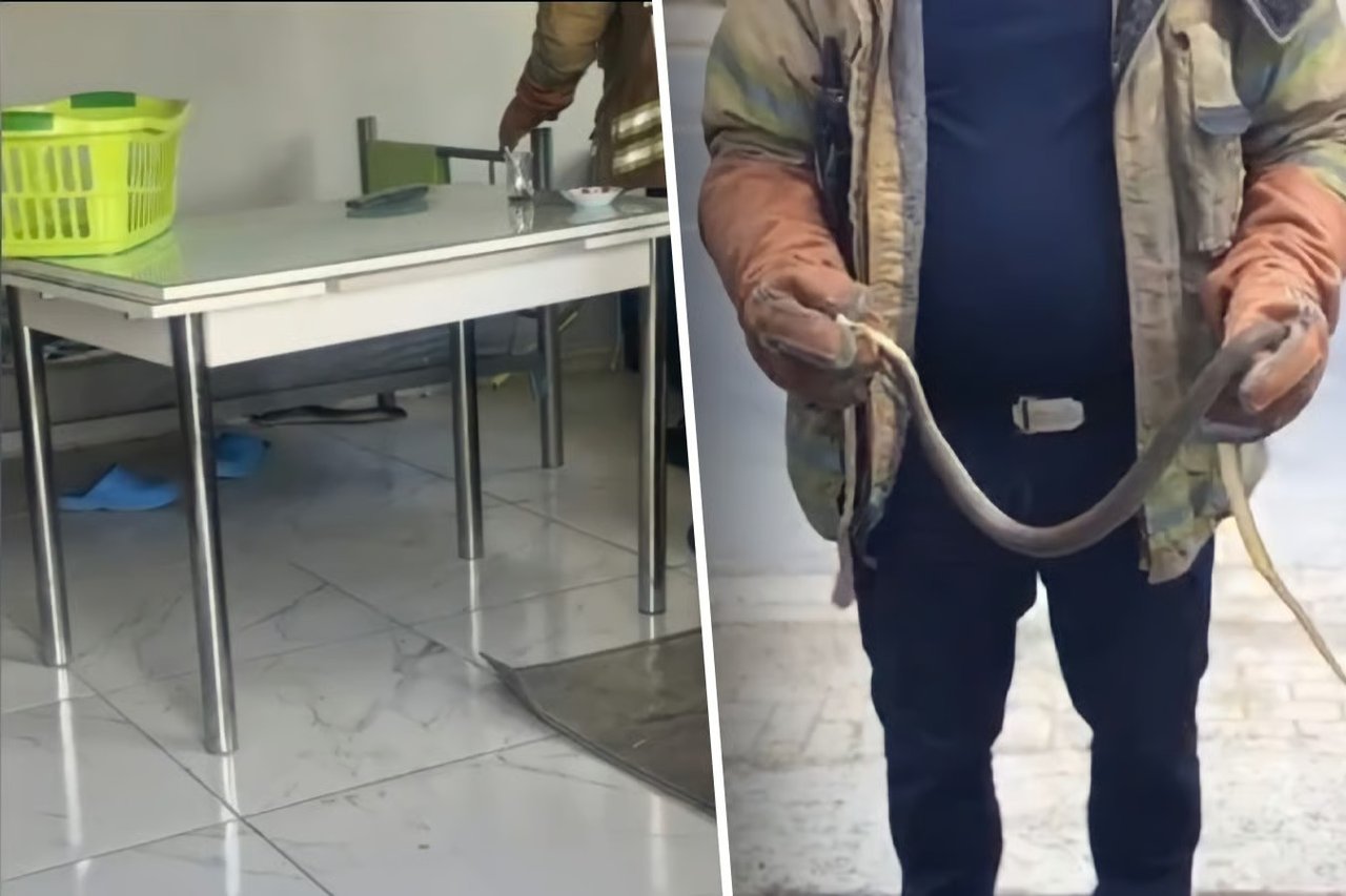 İstanbul'un 7 ilçesinde yılan alarm