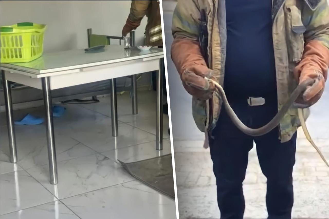 İstanbul'un 7 ilçesinde yılan alarm