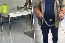 İstanbul'un 7 ilçesinde alarm! Havalar ısınınca ortaya çıktılar, evlere giriyorlar