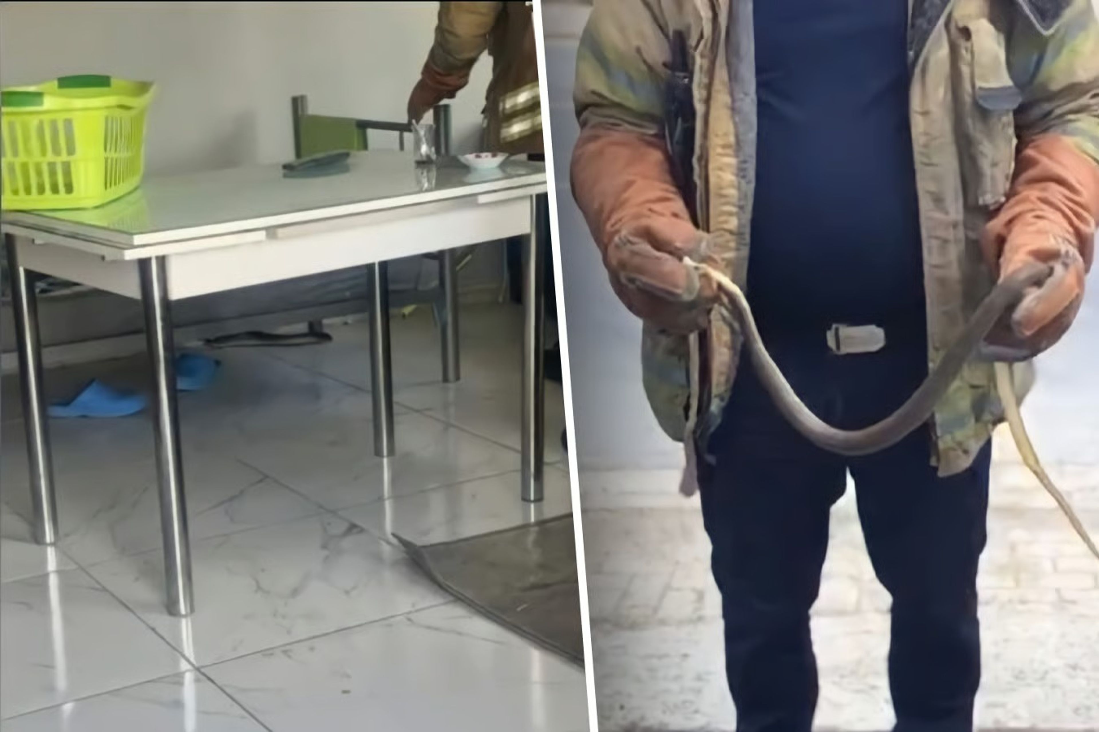 İstanbul'un 7 ilçesinde alarm! Havalar ısınınca ortaya çıktılar, evlere giriyorlar
