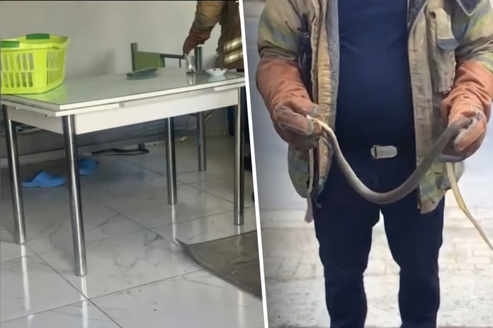 İstanbul'un 7 ilçesinde alarm! Havalar ısınınca ortaya çıktılar, evlere giriyorlar