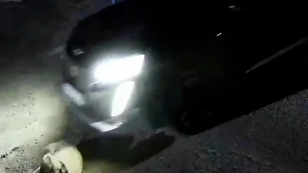 Yolda yatan köpeği ezen sürücüye para cezası kesildi