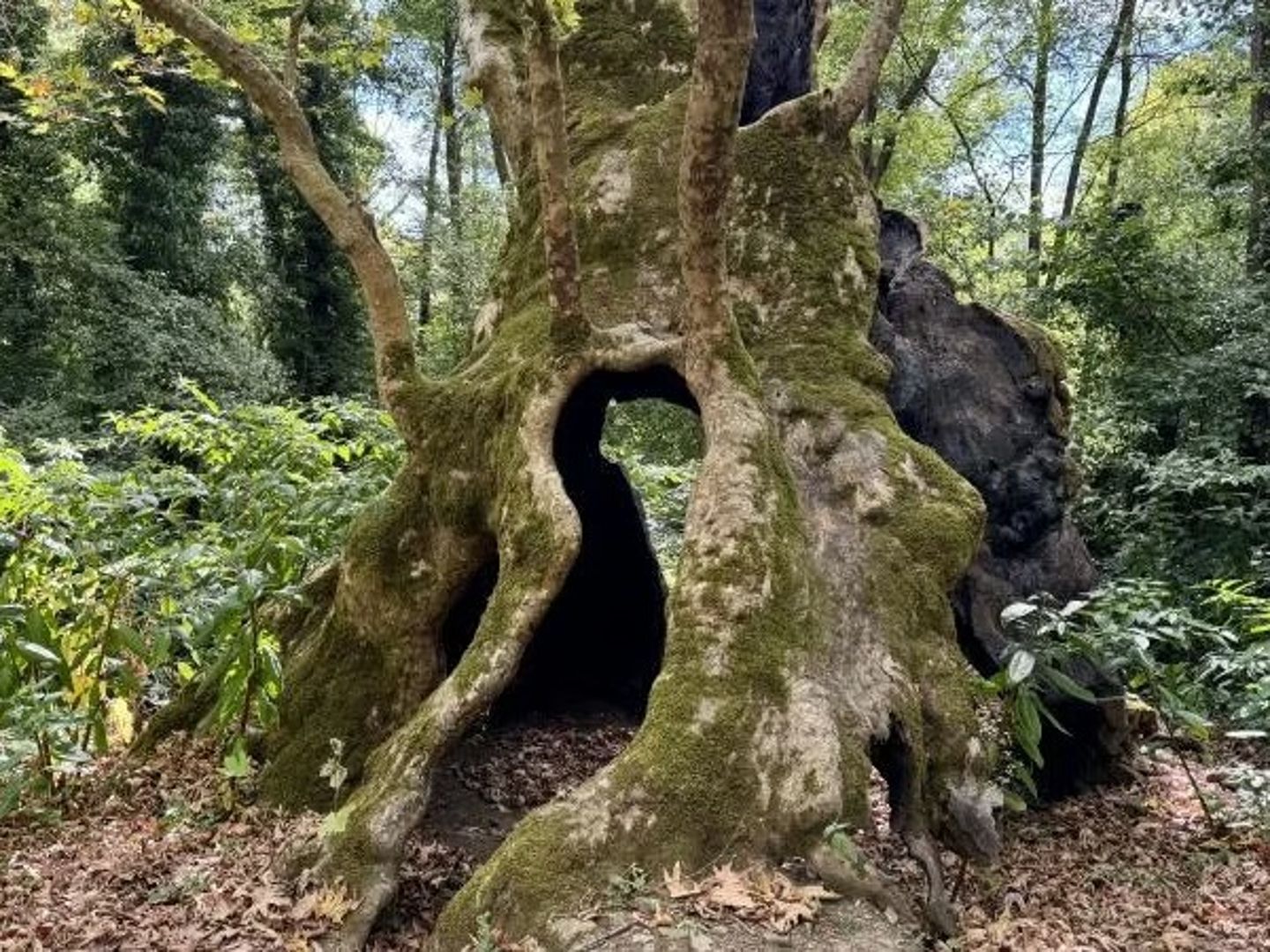 Robin Hood efsanesinin simgesiydi! 12 asırlık meşe ağacı iklim krizi kurbanı 