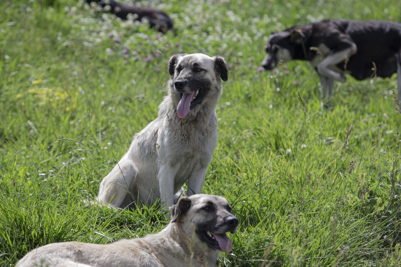 Üniversite kampüsünde başıboş köpek dehşeti